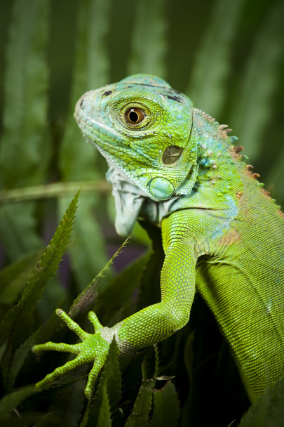 Anole lizard - Φωτογραφία, εικόνα