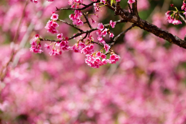 Cherry Blossom and Sakura wallpaper - Fotó, kép