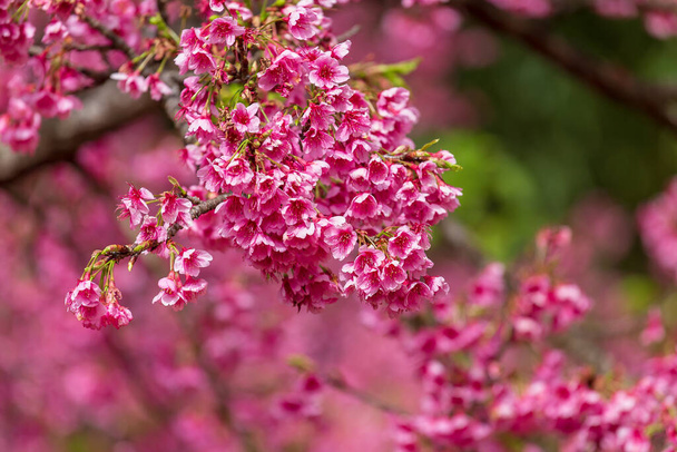 Cherry Blossom ja Sakura tapetti - Valokuva, kuva