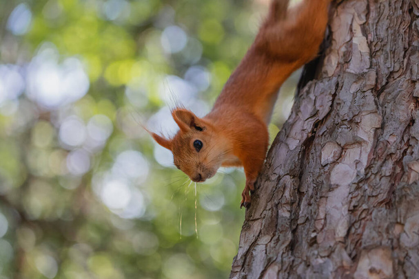 Lähikuva muotokuva utelias euroasialainen punainen orava puunrunko kesällä metsäpuistossa katselee alas ulkona - Valokuva, kuva