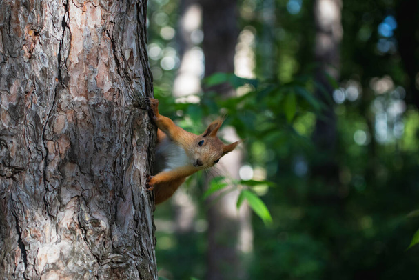 Utelias euroaasialainen punainen orava kurkistaa ulos puunrungon takaa kesällä metsäpuistossa ulkona - Valokuva, kuva
