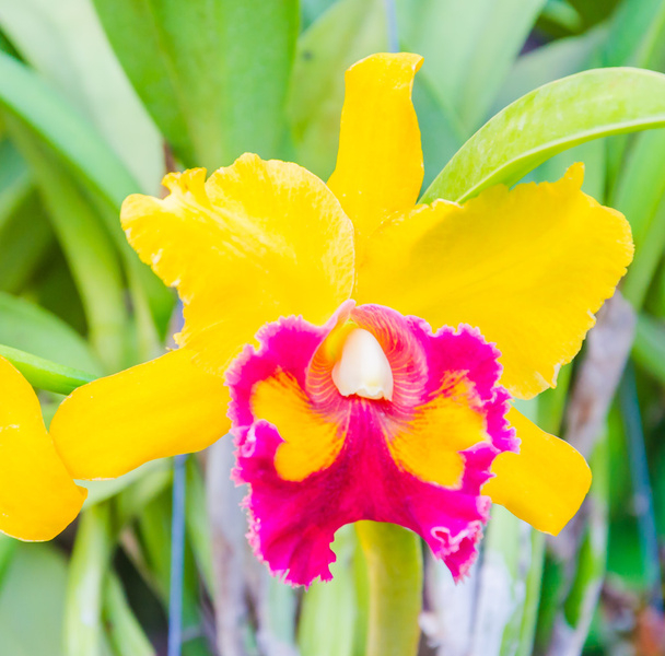 Orquídeas
 - Foto, imagen