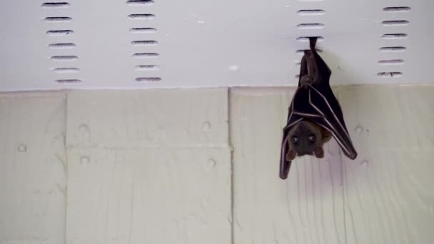 Greater flying fox hanging under roof of house - Footage, Video