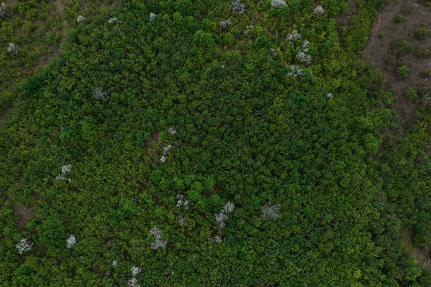 Vista superior da textura das árvores
 - Foto, Imagem