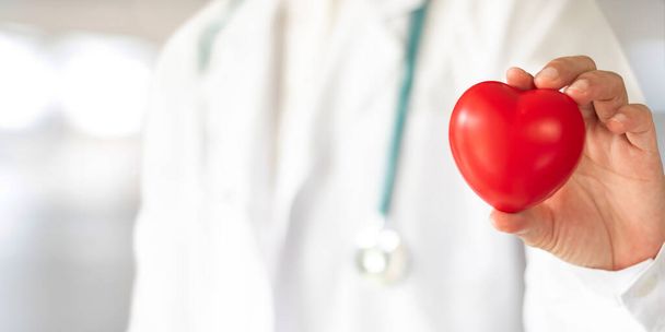 Cardiovascular disease doctor or cardiologist holding red heart in clinic or hospital exam room office for csr professional medical service, cardiology health care and world heart health day concept - Photo, Image