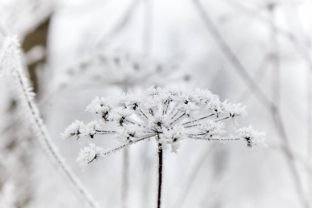 Rime on the grass. Frozen grass with a large plan with milling. - Photo, Image