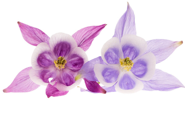 Duas flores cabeça de Aquilegia vulgaris isolado no fundo branco, close-up
 - Foto, Imagem