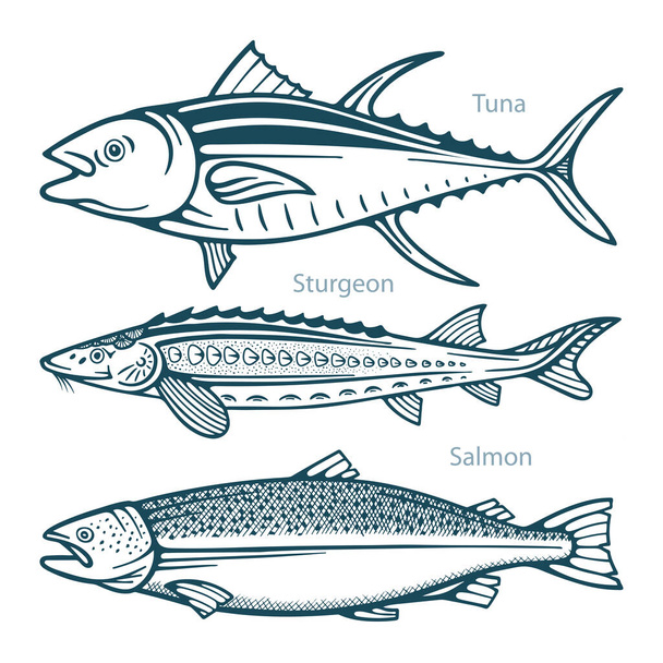 Balık. Balık eliyle çizilmiş vektör çizimleri ayarlandı. Ton balığı, mersin balığı ve somon eskiz koleksiyonu. Kümenin bir parçası.  - Vektör, Görsel