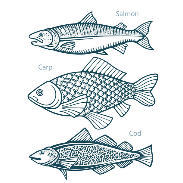 Balık. Balık eliyle çizilmiş vektör çizimleri ayarlandı. Somon, sazan ve morina balığı eskiz koleksiyonu. Kümenin bir parçası. - Vektör, Görsel