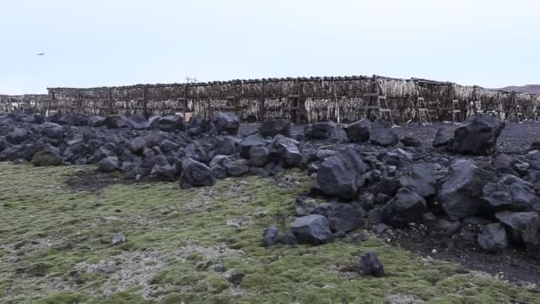 rybí hlavy sušicí stojany, Island - Záběry, video