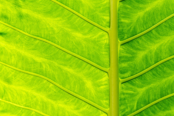 Green Leaf Texture background with light behind. Closeup photo - Фото, зображення