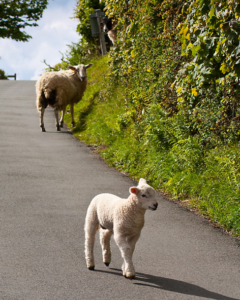 Lambs playing on road - Photo, Image
