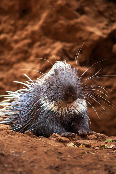 Portrait of Malayan porcupine relaxing in front of soil cave. - Photo, Image