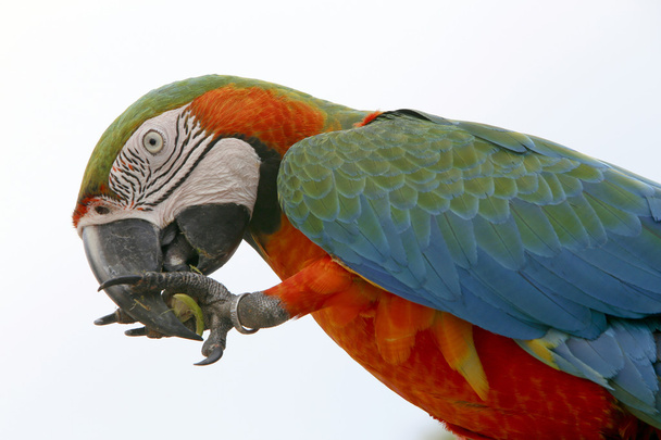 arara brasilialainen lintu
 - Valokuva, kuva