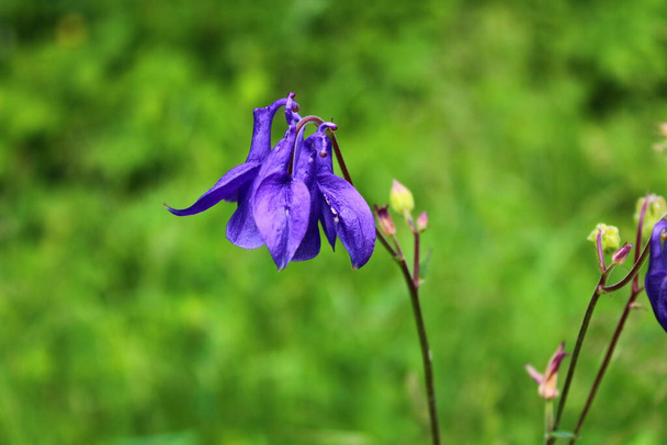 blauwe columbine in de tuin - Foto, afbeelding
