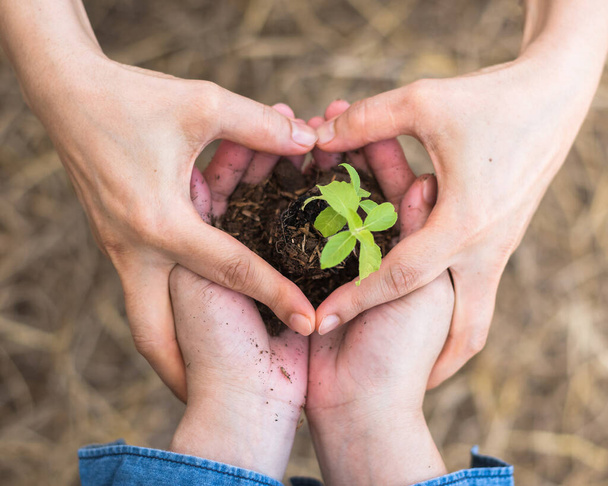Nieuw leven met vrijwilliger planten jonge boom knop groeien op de bodem in gemeenschap samen handen mensen in hart vorm voor de natuur, ga groen, prieel dag en wereld milieu bescherming concept - Foto, afbeelding
