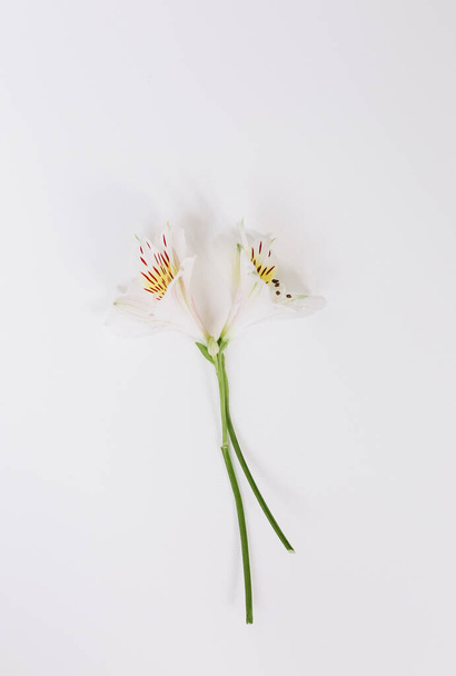 beautiful festive flowers on a white background postcard for womens da - 写真・画像