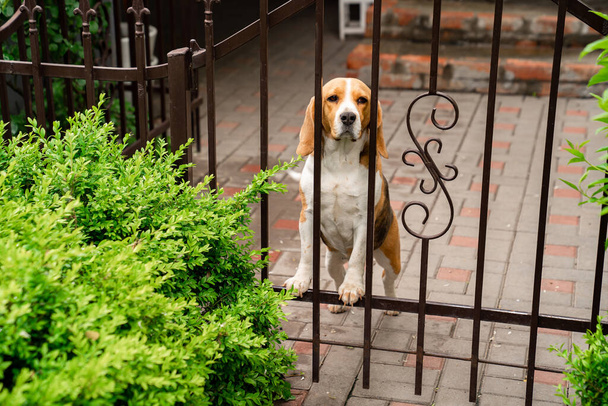 dog breeds Beagle the iron gate in the garden of a country house.  - Foto, immagini