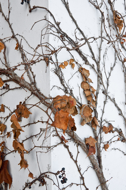 dziki bluszcz winorośli wspinaczka na rogu - Zdjęcie, obraz