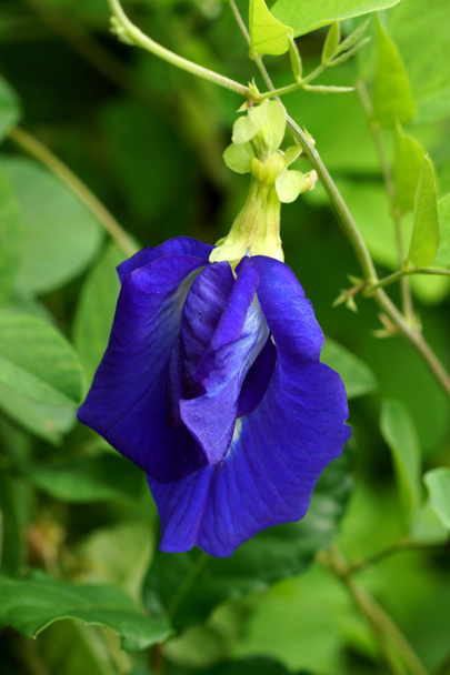 Blaue Blumen - Foto, Bild