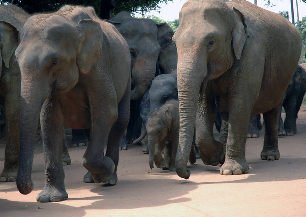 Sierociniec słoni Pinnawala Sri Lanka - Zdjęcie, obraz