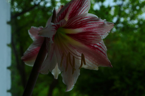 Closeup of a Hippeastrum Correiense. It is a flowering perennial herbaceous bulbous plant, in the family Amaryllidaceae. - Photo, Image