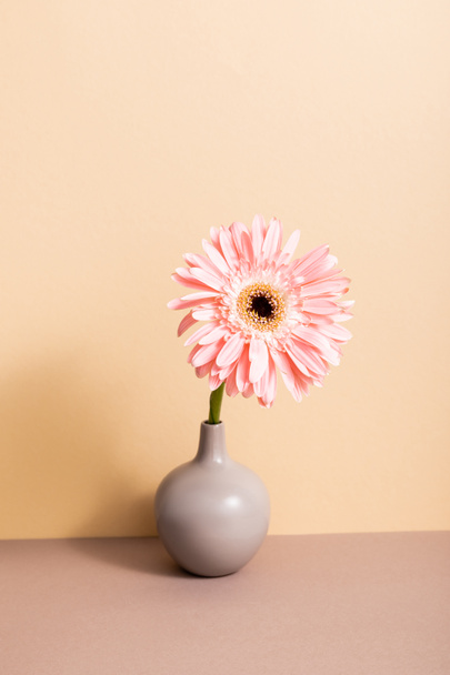 pink gerbera in vase on wooden surface on beige background - Photo, image