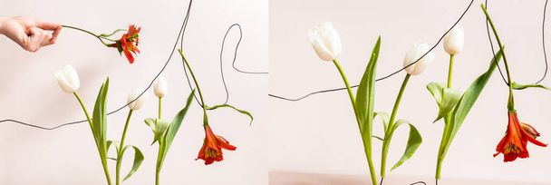 collage van bloemsamenstelling met witte tulpen en rode Alstroemeria op draden geïsoleerd op beige - Foto, afbeelding