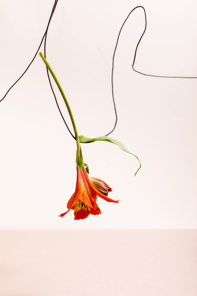 floral composition with red Alstroemeria on wire isolated on beige - Photo, image