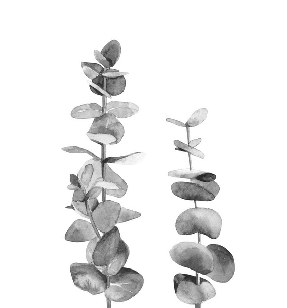 Rami di eucalipto cinerea bianco e nero. Albero australiano con foglie rotonde. Arte botanica. Illustrazione ad acquerello isolata su sfondo bianco
. - Foto, immagini