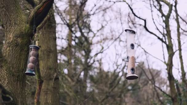 Kaunis laulaa lintuja lentää kohti lintu syöttölaite roikkuu puusta keskellä metsää myöhään talvet päivä - Materiaali, video