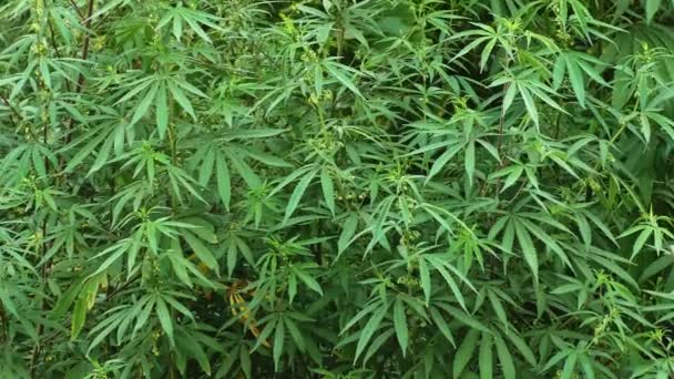 Cannabis marihuána növény ingadozik a szélben, és a zöld levelek mozog a hullámok. - Felvétel, videó