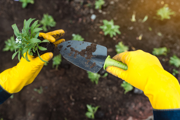 The gardener in yellow gloves plants flowers in the ground. Close-up. Planting spring pansy flower in garden. Gardening concept - Photo, Image