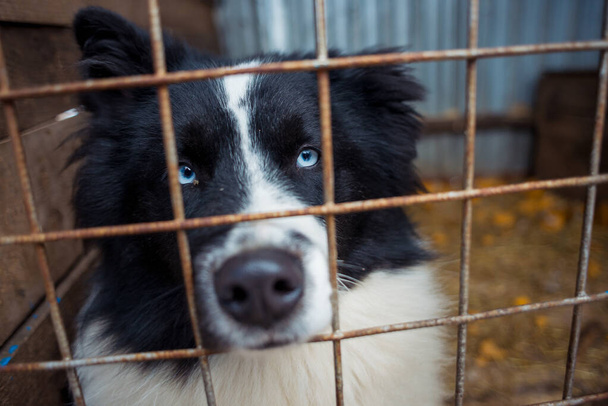 Husky koira istuu eläinsuojassa häkissä, surullinen koiran silmät. - Valokuva, kuva