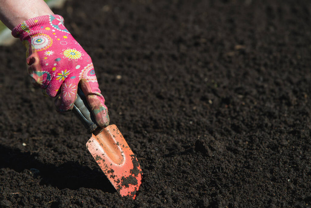 Agricultor prepara o solo para o plantio de sementes. A mão do fazendeiro cava a terra com uma espátula
 - Foto, Imagem
