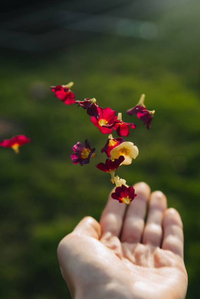 Humor de primavera. La niña arroja flores en la palma de su mano. La mano sostiene muchas flores, hierba verde en el fondo. Levitación de flores
 - Foto, Imagen