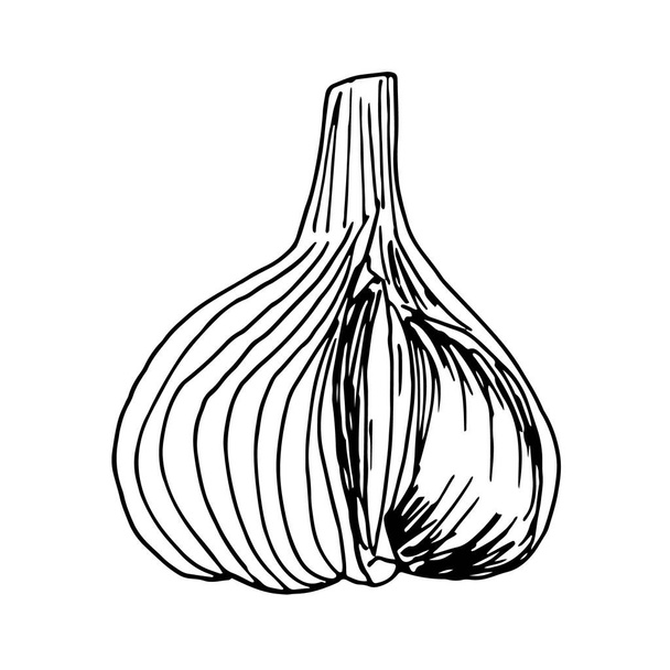 Knoblauchkopf isoliert auf hitem Hintergrund. Handgezeichnete Vektor-Skizze Illustration im Doodle-Outline-Stil. Gewürzkonzept, frisches Gemüse, köstliche Zutaten für Wurst, Salat, Marinieren - Vektor, Bild