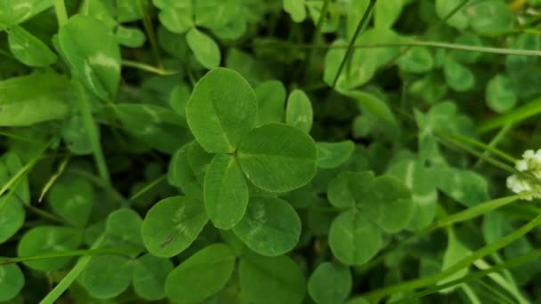 Wild clover on the shore of a summer mountain river - Footage, Video