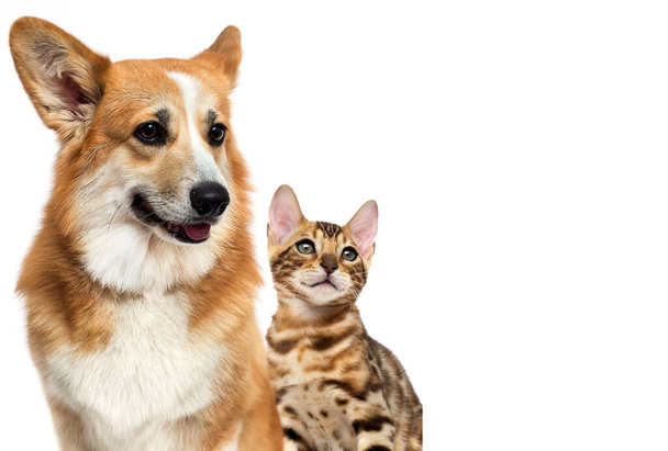 dog and cat looking sideways, welsh corgi pembroke breed - Valokuva, kuva