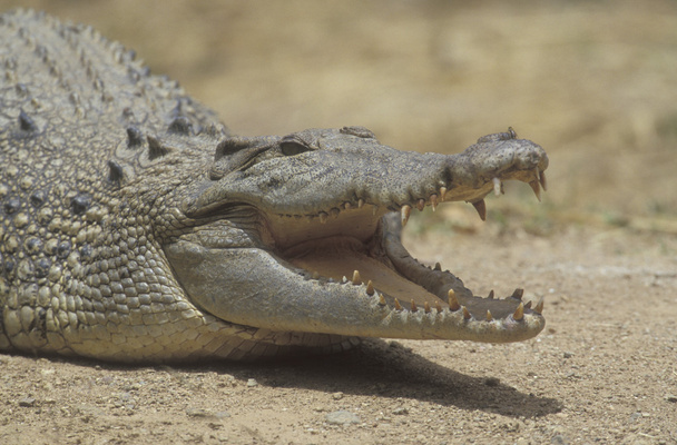 Crocodilo de água salgada, Crocodylus porosus
 - Foto, Imagem