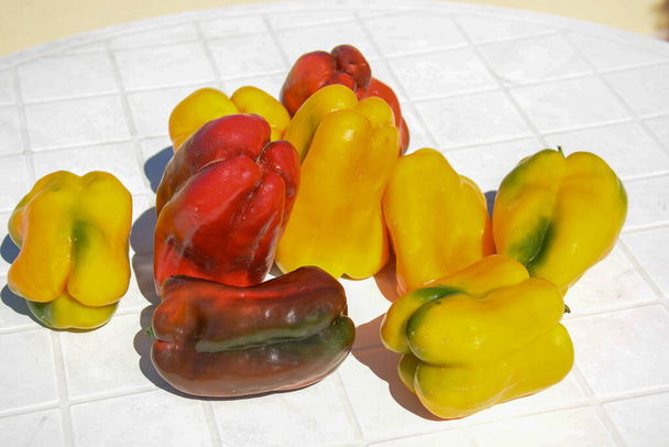 Italian peppers freshly picked from the countryside - Photo, Image