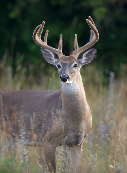 A young white-tailed deer buck on an early morning with velvet antlers in summer in Canada - Photo, Image