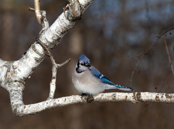 Blue Jay - (Cyanocitta cristata) perched on a branch in Canada - Foto, Imagem