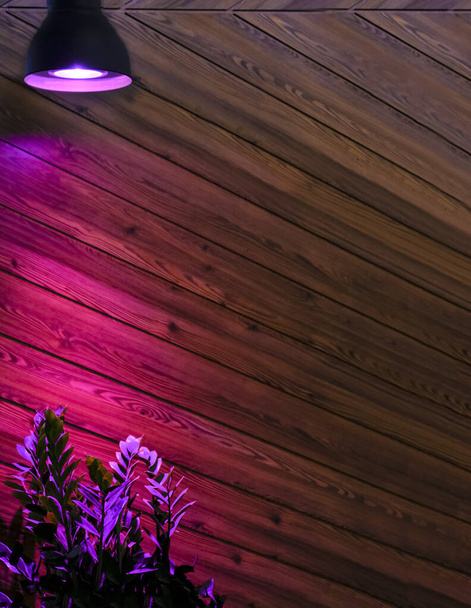 Pink LED phyto-lighting lamps for grow plants in the store. A special continuation of daylight.Grow plants in the building. - Foto, immagini