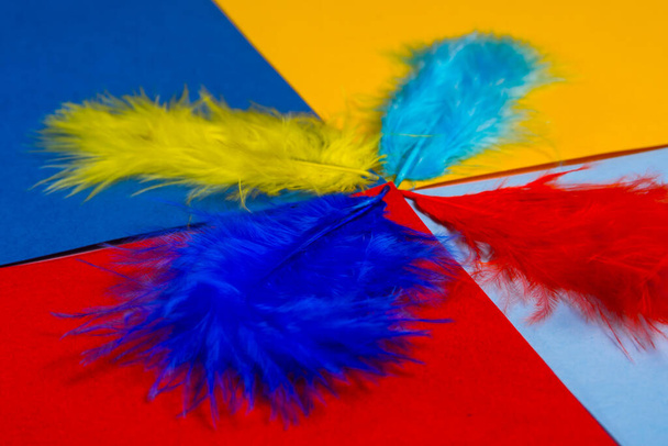 plumes décoratives multicolores
.  - Photo, image