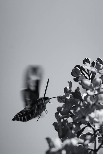 A closeup greyscale shot of a moth trying to drink the nectar of a lilac syringa flower - Photo, Image