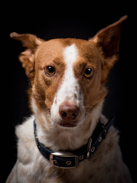 A selective focus of a brown and white patterned adorable dog with a black collar isolated on a white background - Photo, image
