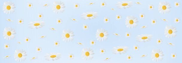 Skład kwiatów. Kwiaty rumianku na niebieskim tle. Wiosna, lato. Płaski układ, rozmiar banera - Zdjęcie, obraz