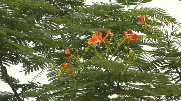 Żółte pomarańczowe kwiaty na zielonym drzewie i kołysząc się z wiatrem i pokazując pełny widok. - Materiał filmowy, wideo