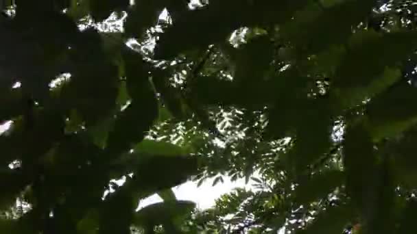 Obloha ukazuje prostor mezi listy zeleného stromu a ukazuje úplný pohled. - Záběry, video